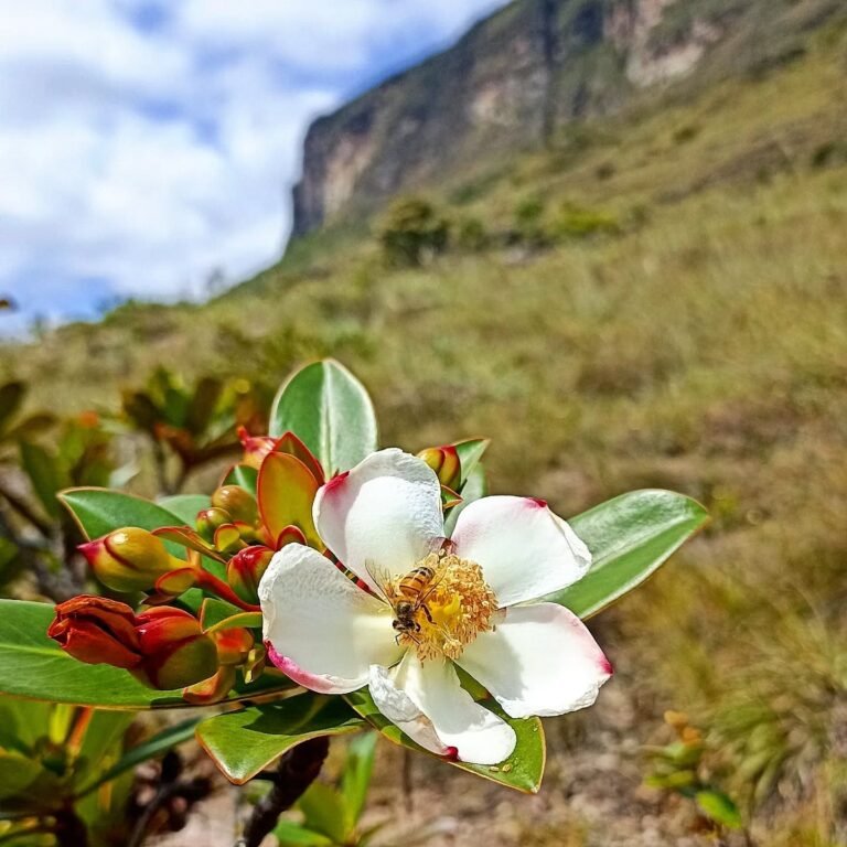 Chapada-Diamantina_Andre-Vieira_ACV-VC_106