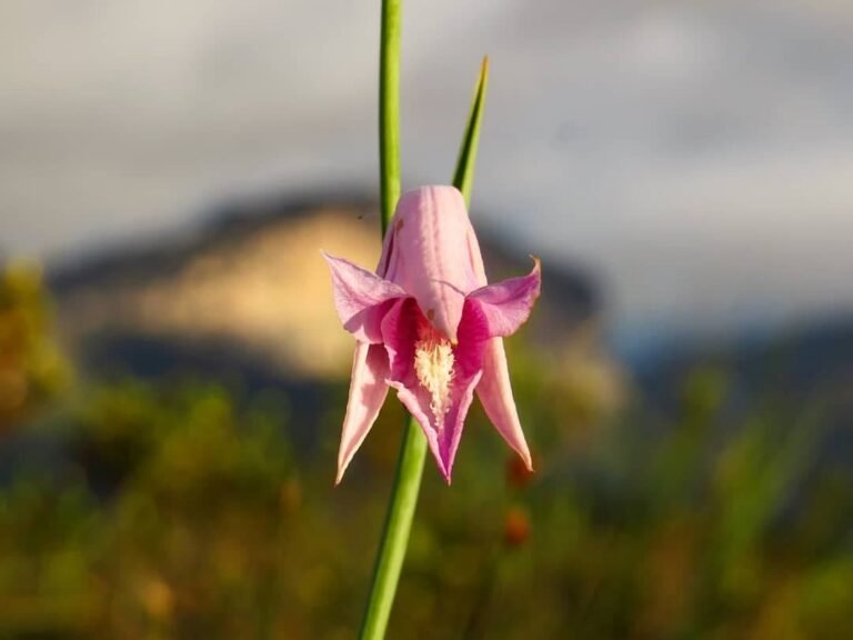 Chapada-Diamantina_Andre-Vieira_ACV-VC_114