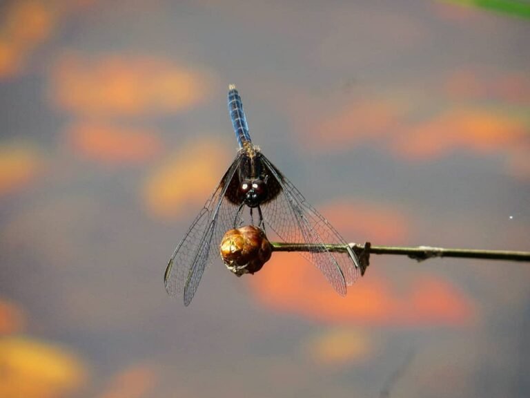 Chapada-Diamantina_Andre-Vieira_ACV-VC_121