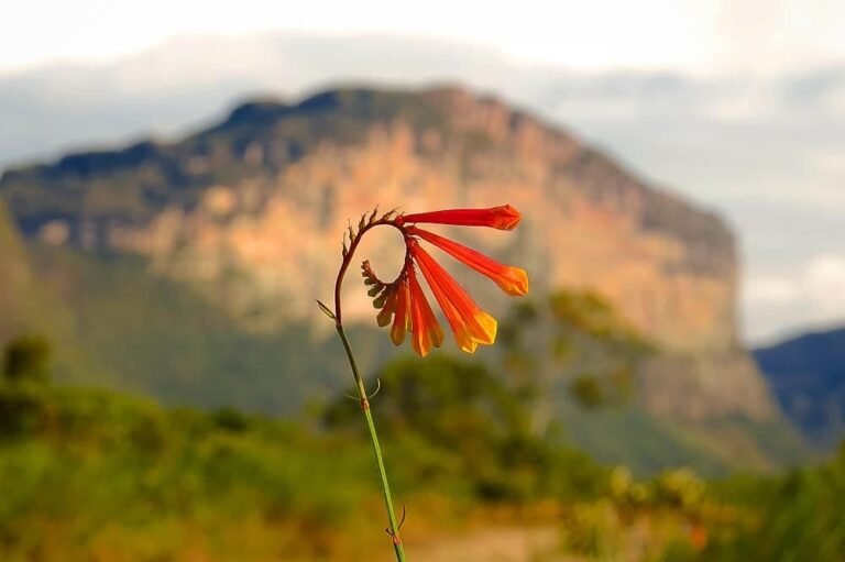 Chapada-Diamantina_Andre-Vieira_ACV-VC_18