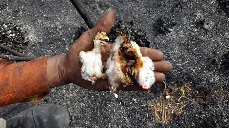 Brigada-Voluntaria_ACV-VC_2_10